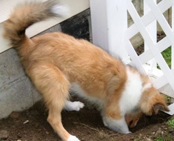 dog digging out
