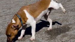 dog pee